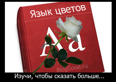 Цветы и их значение и цвет. Язык цветов.