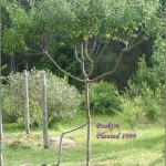 Скульптуры из живых деревьев
