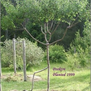 Скульптуры из живых деревьев