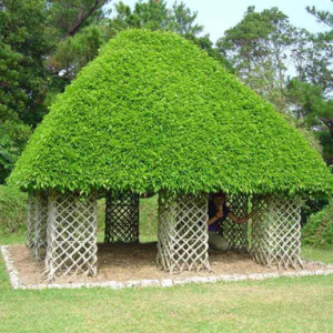Скульптуры из живых деревьев